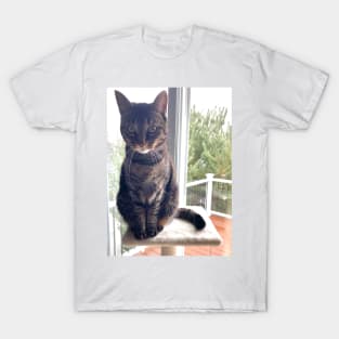 Tabby on a Tower T-Shirt